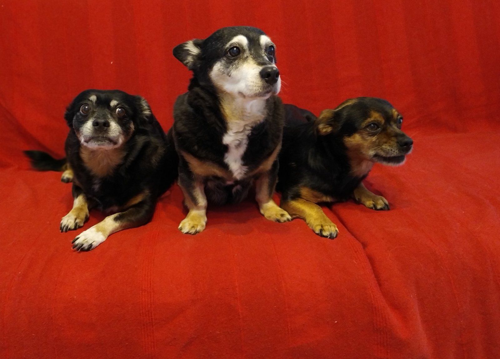 DAN NAJBOLJIH ČOVJEKOVIH PRIJATELJA 31. srpnja – DAN PASA BEZ RODOVNICE