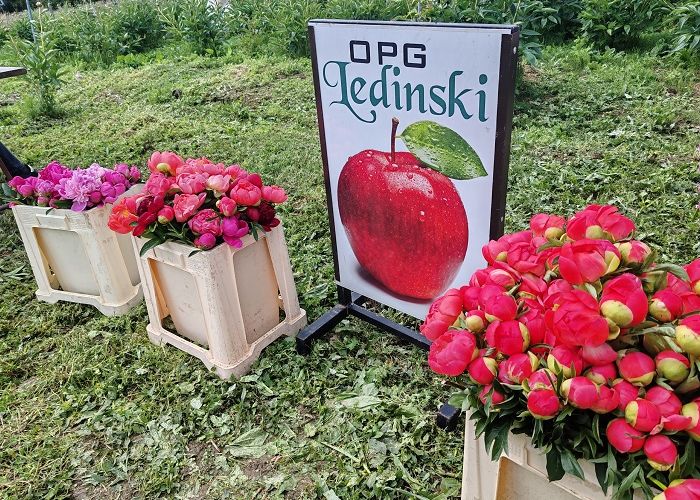 NAJVEĆA CVIJETNA MANIFESTACIJA U REPUBLICI HRVATSKOJ – DANI BOŽURA NA OPG-u LEDINSKI