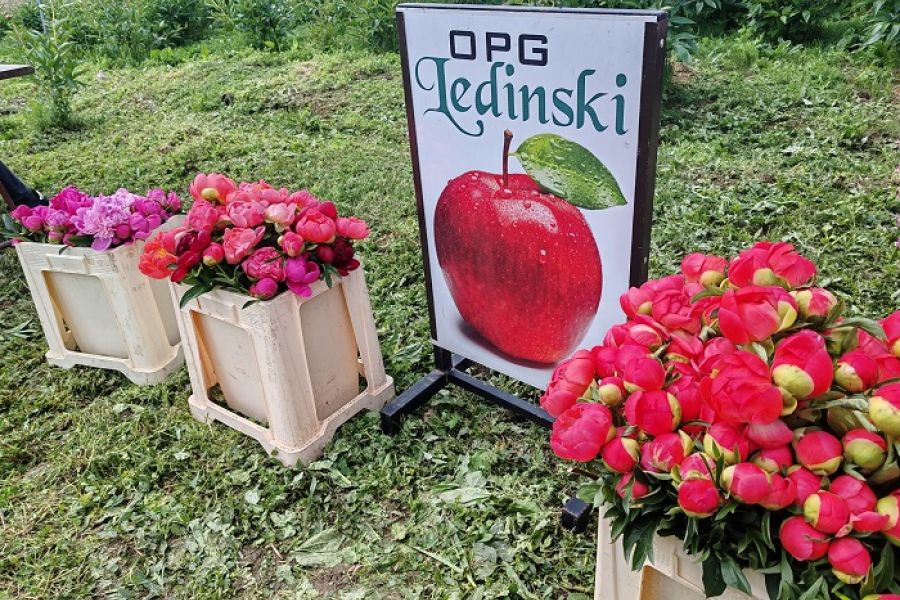 NAJVEĆA CVIJETNA MANIFESTACIJA U REPUBLICI HRVATSKOJ – DANI BOŽURA NA OPG-u LEDINSKI