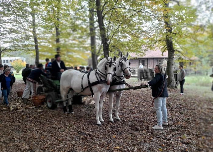 Povratak starih običaja - konjske zaprege i komušanje kukuruza vratili su se u općinu Veliki Grđevac
